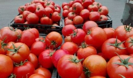 و أخيراً ... هبوط سعر البندورة ، بسبب دخول البندورة التركيا الى الاراضي الفلسطينية 