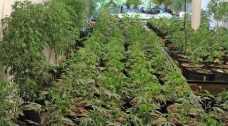 ضبط اشتال من الماريغوانا في سلفيت