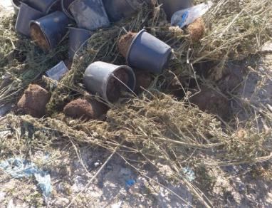 الشرطة والنيابة العامة تتلفان مواد مخدرة في جنين