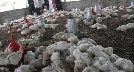  حريق يقتل 3 آلاف طير في مزرعة جنوب طولكرم