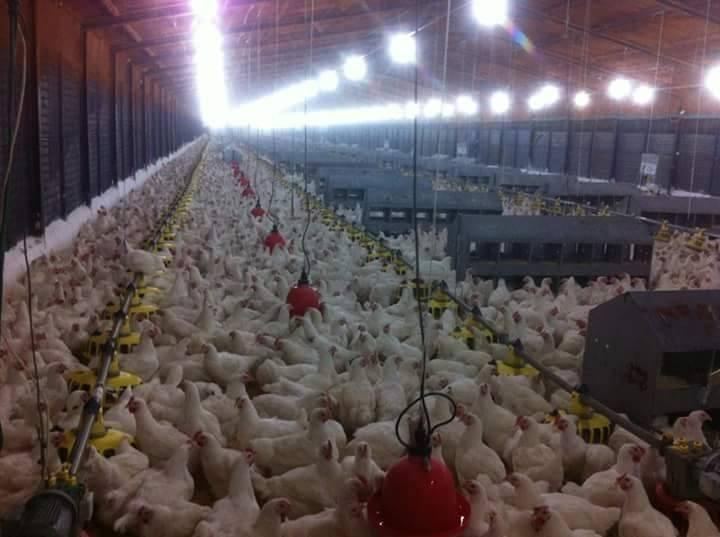 هل يرتفع سعر الدجاج بعد حادثة 