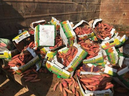 جنين: ضبط ٩٠ كرتونه بطاطا فاسدة