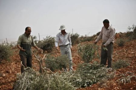 مستوطنون يحطمون أشجار زيتون في حوارة