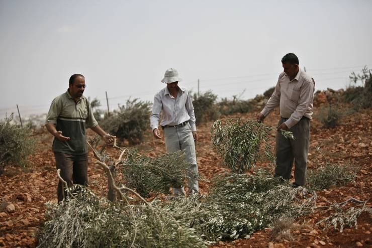مستوطنون يحطمون أشجار زيتون في حوارة