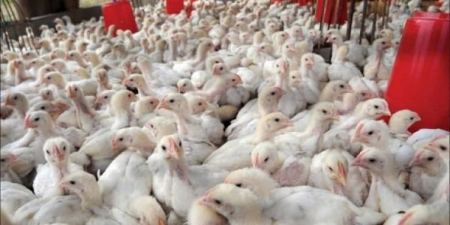  الزراعة توضح .. لهذا السبب نفقت الدواجن في مزرعة جنين