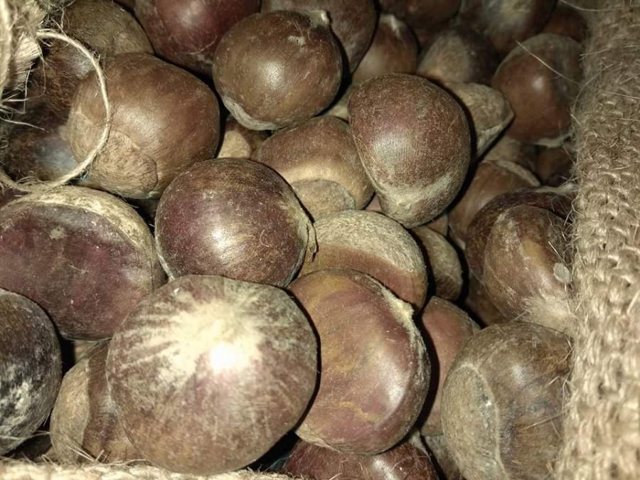 إتلاف 280 كغم كستنة غير صالحة للاستهلاك الادمي في محافظة جنين