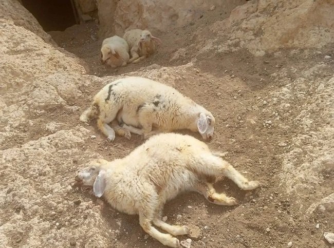 مستعمرون يتسببون في نفوق رؤوس أغنام في كيسان شرق بيت لحم