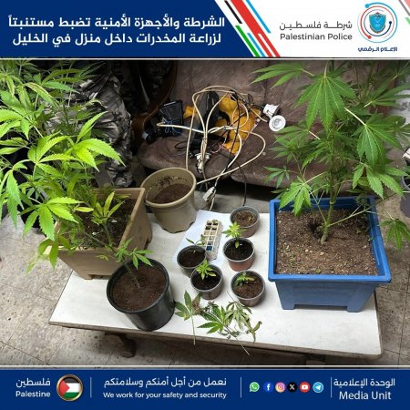 الشرطة والأجهزة الأمنية تضبط مستنبتاً لزراعة المخدرات داخل منزل في الخليل