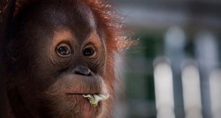 حيوانات تختار شريك حياتها عبر الانترنت