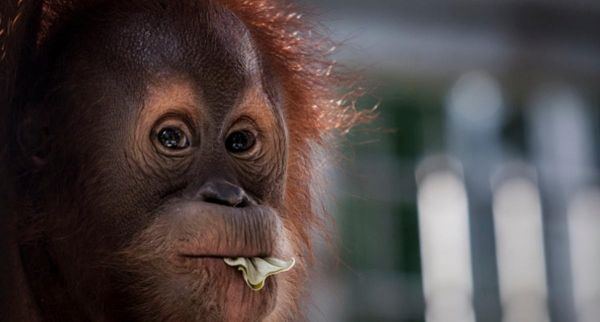 حيوانات تختار شريك حياتها عبر الانترنت