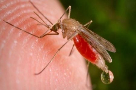 الكائن الأكثر إيذاءً للبشر، ، ليس القرش، ولا الأسد، ولا حتى الثعابين، بل إنها البعوضة