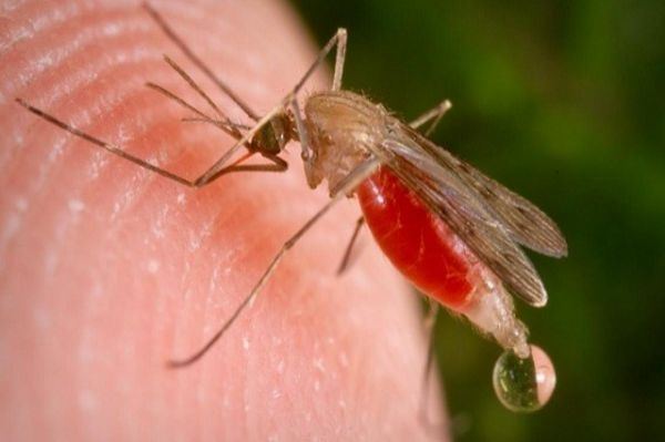 الكائن الأكثر إيذاءً للبشر، ، ليس القرش، ولا الأسد، ولا حتى الثعابين، بل إنها البعوضة