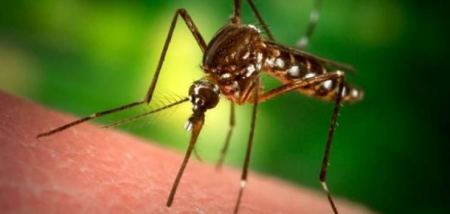 هذه أفضل طريقة للتخلص من البعوض في المنزل