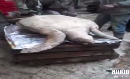  ذبح سلحفاة نادرة في مصر لسبب غريب جداً!