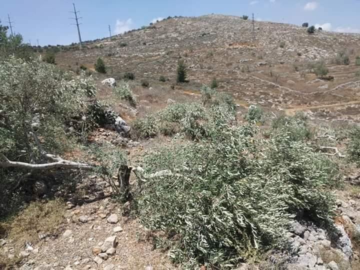 مستوطنون يقتلعون 30 شتلة زيتون غرب سلفيت