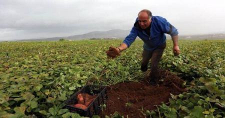 الرئيس: قريباً سيتم تعويض المزارعين المتضررين من الاحوال الجوية