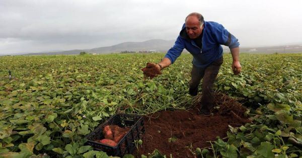 الرئيس: قريباً سيتم تعويض المزارعين المتضررين من الاحوال الجوية