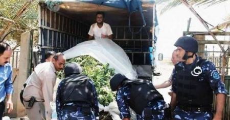 ضبط مشاتل ضخمة لزراعة المخدرات بالخليل