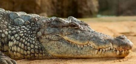 ما وجدوه في بطن التمساح لا يصدقه عقل .. ما هو ؟ 