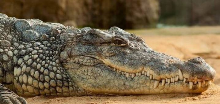 ما وجدوه في بطن التمساح لا يصدقه عقل .. ما هو ؟ 