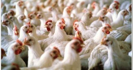 الاقتصاد تحدد سعر جديد للدواجن 