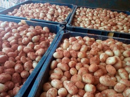 ضبط عملية غش لتاجر يخلط البطاطا بالتراب الأحمر في جنين