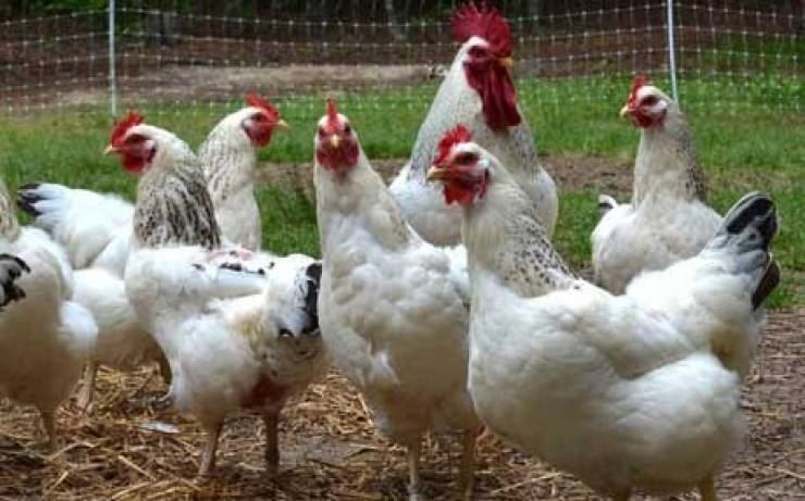 'الاقتصاد' تحدد سعر كيلو الدجاج.. وتحذر التجار