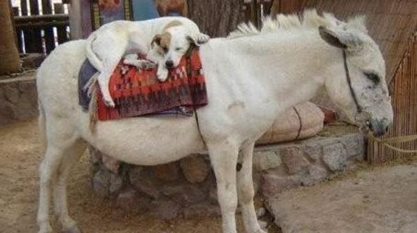 شركة سياحية في فلسطين رأس مالها 14 حماراً !