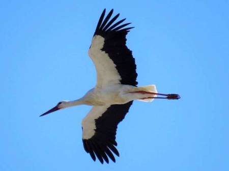 صور مذهلة/ اللقلق الأبيض يتوج الهجرة الربيعية في شمال فلسطين
