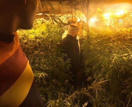 صور/ ضبط مستنب ماريجوانا في بئر جنوب الخليل 