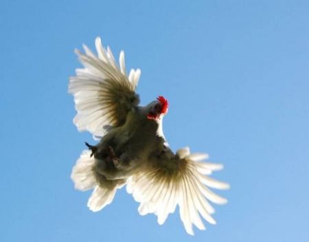 أسعار الدجاج تطير .. فما الحل؟