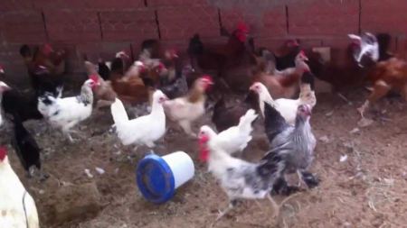 مدير التسويق بوزارة الزراعة: كميات الدواجن في الأسواق أكبر من الطلب : بدء وضع خطة لشهر رمضان