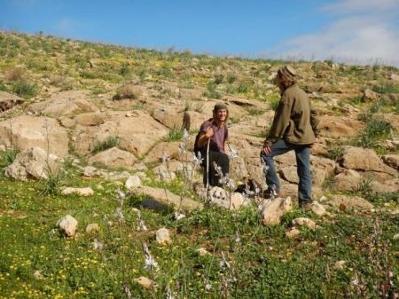 مستوطن يهاجم قطيع أغنام بحماية جيش الاحتلال في الأغوار
