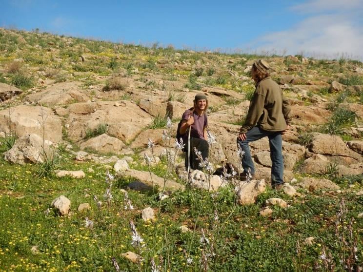 مستوطن يهاجم قطيع أغنام بحماية جيش الاحتلال في الأغوار