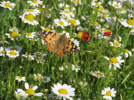 فراش السيدة الملونة يحلق في سماء فلسطين