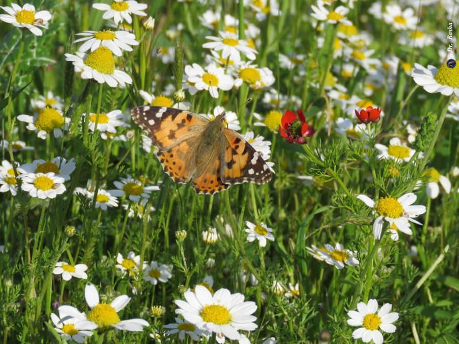 فراش السيدة الملونة يحلق في سماء فلسطين