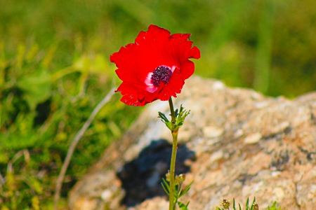 "التعليم البيئي" يدعو لحماية التنوّع الحيوي ووقف استنزافه