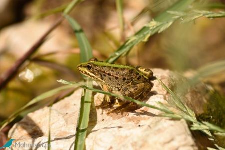 محميات فلسطين تدعو للحفاظ على مكونات التنوع البيولوجي الفلسطيني