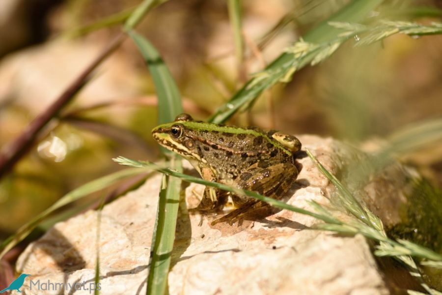 محميات فلسطين تدعو للحفاظ على مكونات التنوع البيولوجي الفلسطيني