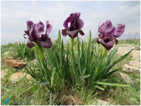 محميات فلسطين: سوسن ففوعة سيدة نباتات بلادنا وتُوجت بمساراً باسمها