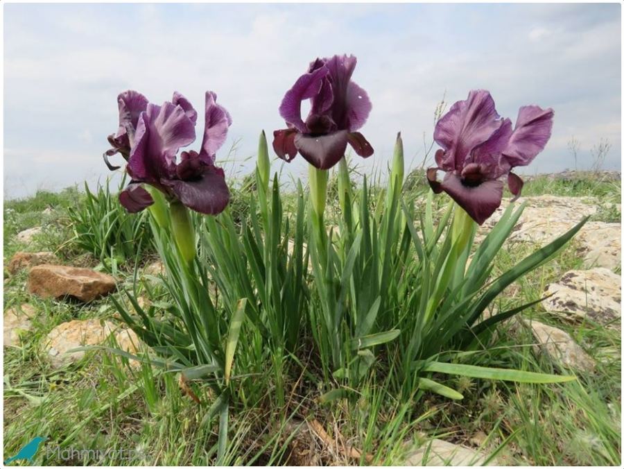 محميات فلسطين: سوسن ففوعة سيدة نباتات بلادنا وتُوجت بمساراً باسمها