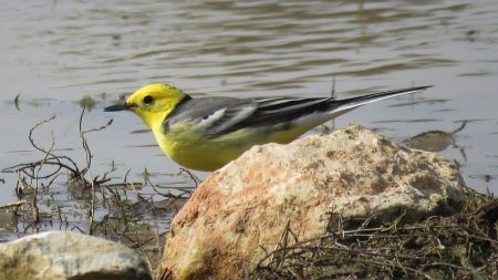 "الذعرة الليمونية" في مرج ابن عامر مع الهجرة الربيعية