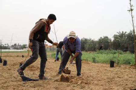 العمل الزراعي يبدأ بزراعة 160 دونم بأشجار الخوخ ذات الجودة العالية في قطاع غزة