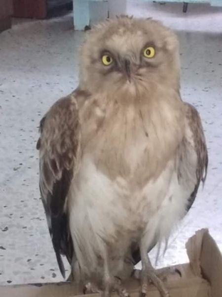 سلطة جودة البيئة تضبط طائر عقاب في الخليل ويجري العمل لاعادته للطبيعة