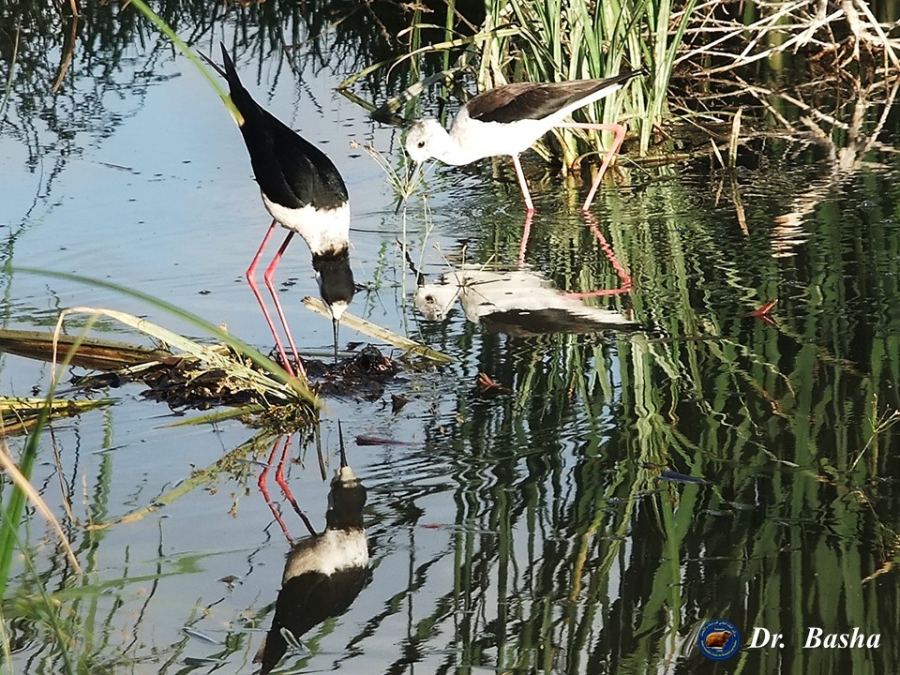 مطالبين بوقف التعديات عليه فريق بحثي يقوم بدراسة التنوع الحيوي لواد المقطع في جنين