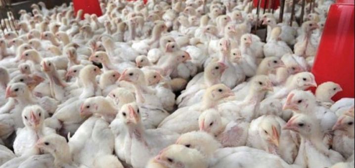 الشيوخي : 600 الف صوص ومليون دجاجة تهرب شهريا من معبر ترقوميا للضفة الغربية