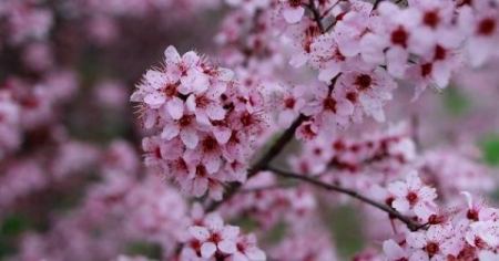 فوائد فصل الربيع