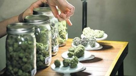 في هذه الدولة.. الحشيش يباع بالصيدليات