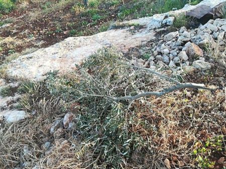 مستوطنون يقطعون أشجار زيتون في بلدة روجيب بنابلس