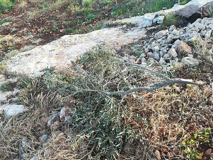 مستوطنون يقطعون أشجار زيتون في بلدة روجيب بنابلس